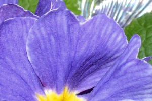 These flowers are pretty neat, each petal is a heart shape!