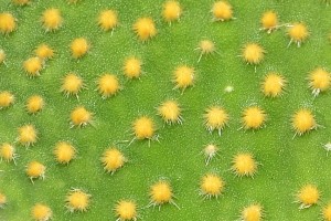 This cactus looks soft, but it's definitely not!!