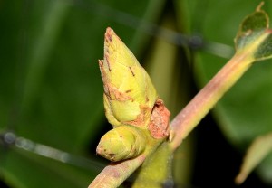 Spring is here! Now to figure out how to keep those deer from eating our plants through our netting...