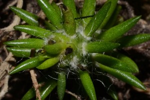 This is some kind of cactus that has been sitting in a tray in our house for months and yet somehow keeps growing!! No water, no dirt... this thing's resilient!