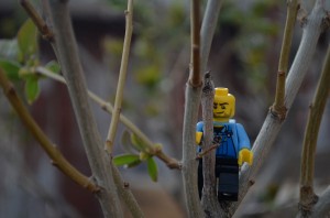 All boys love to climb trees...