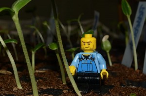 He''''''''s eager to help us plant these into larger pots!