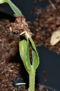 A new photo after a  week of illness kept me from doing so... Excited to be seeing our seeds sprout!!